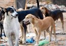 ग्राम पंचायत कौड़ावाली के गांव बाड्डा के लोग  आवारा कुत्तों के आतंक से परेशान